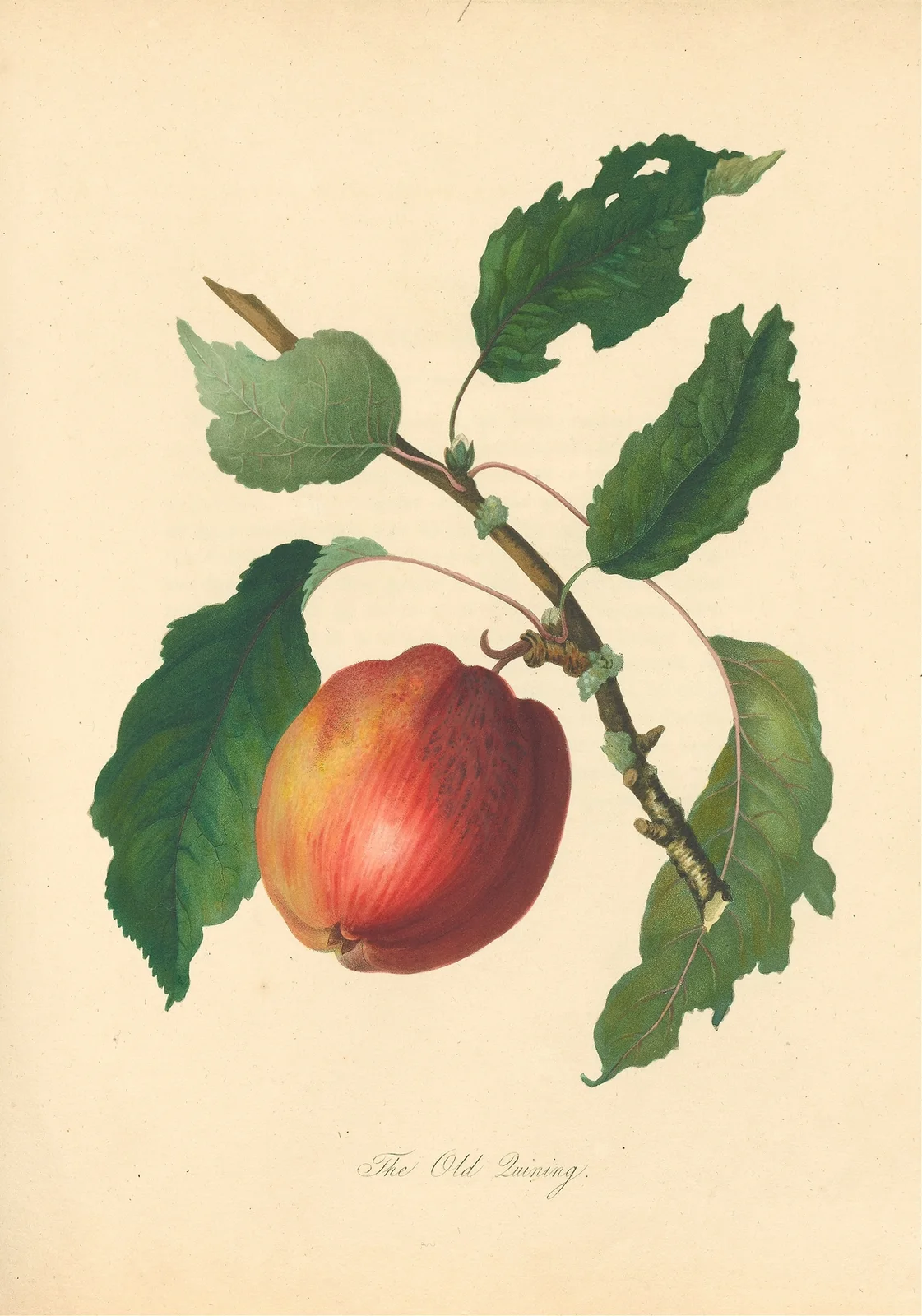 Old Quining av Thomas Andrew Knight