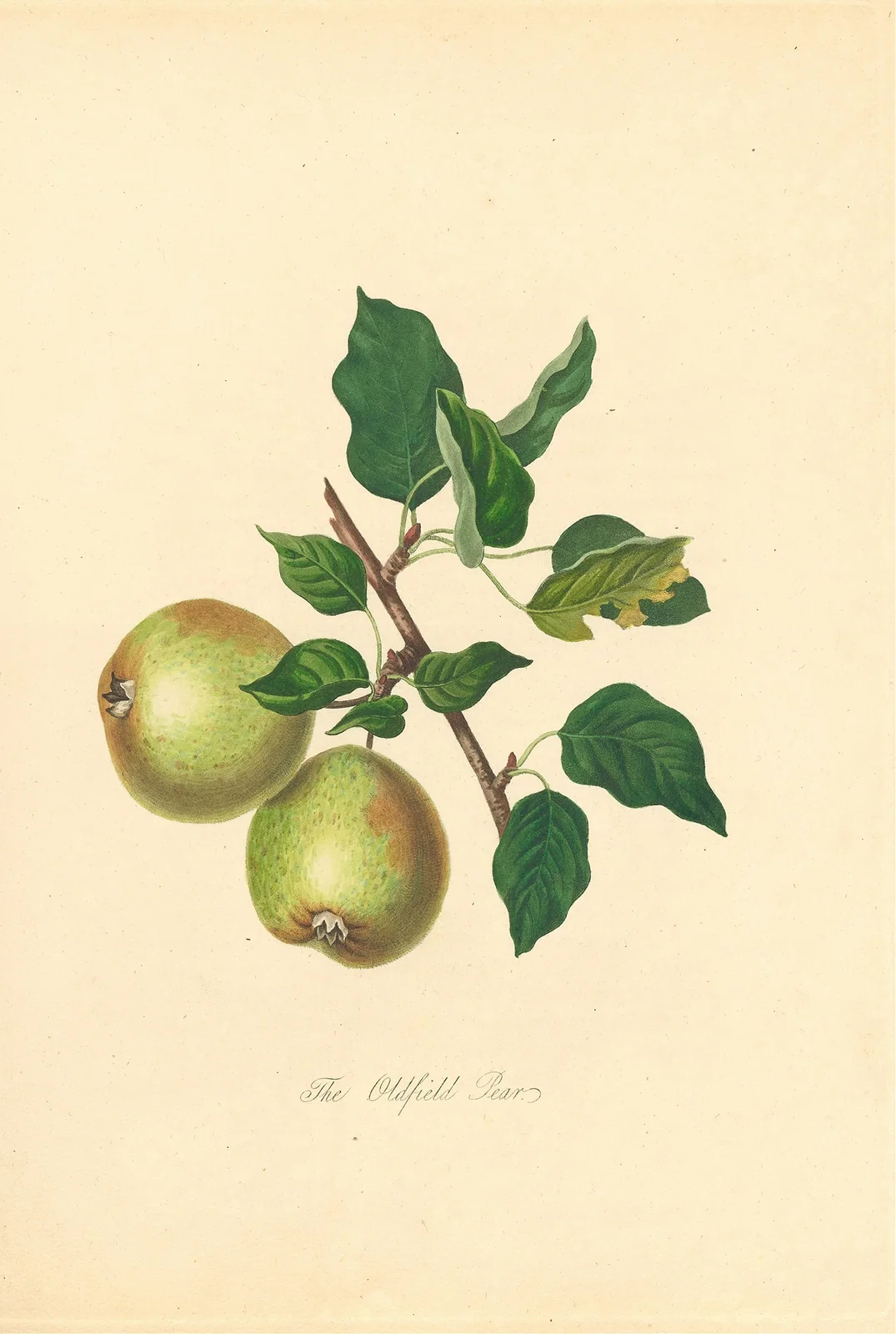 Oldfield Pear av Thomas Andrew Knight