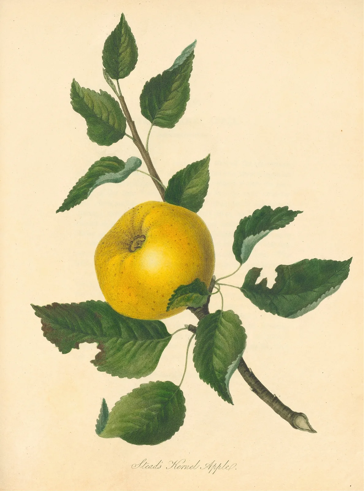 Stead’s Kernel Apple av Thomas Andrew Knight