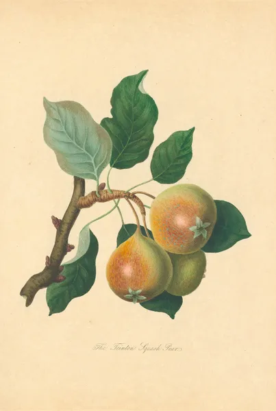 Teinton Squash Pear av Thomas Andrew Knight