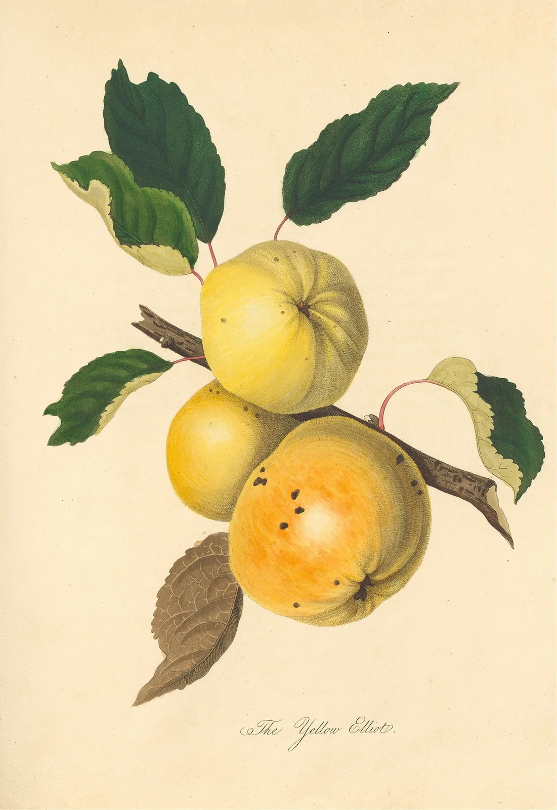 Yellow Elliot av Thomas Andrew Knight