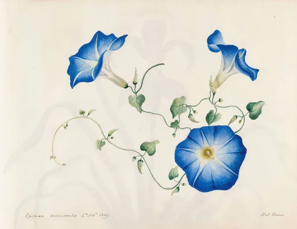 Plants drawn by Miss Brooks from living specimens Pl.04 av Mary Ann Brooks