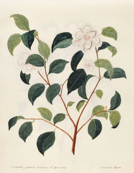 Plants drawn by Miss Brooks from living specimens Pl.09 av Mary Ann Brooks