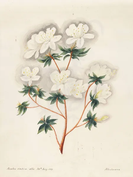 Plants drawn by Miss Brooks from living specimens Pl.10 av Mary Ann Brooks