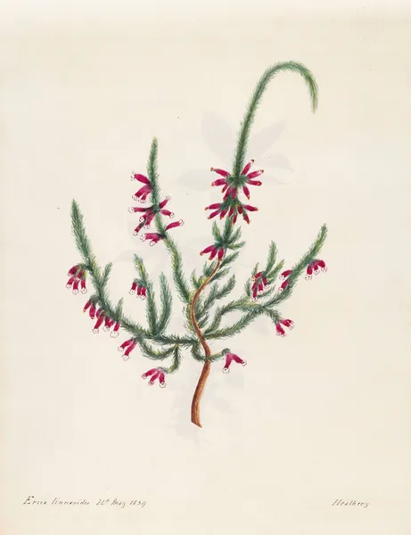 Plants drawn by Miss Brooks from living specimens Pl.11 av Mary Ann Brooks