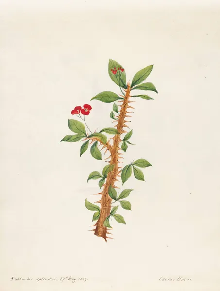 Plants drawn by Miss Brooks from living specimens Pl.12 av Mary Ann Brooks