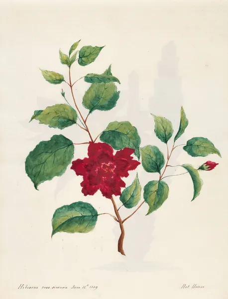 Plants drawn by Miss Brooks from living specimens Pl.14 av Mary Ann Brooks