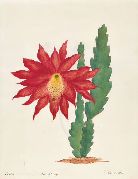 Plants drawn by Miss Brooks from living specimens Pl.15 av Mary Ann Brooks