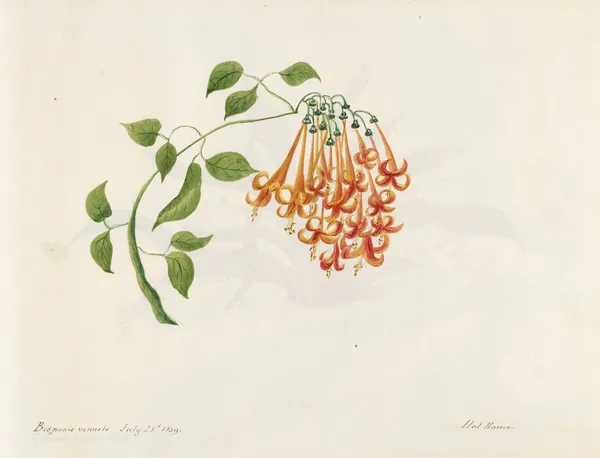 Plants drawn by Miss Brooks from living specimens Pl.17 av Mary Ann Brooks