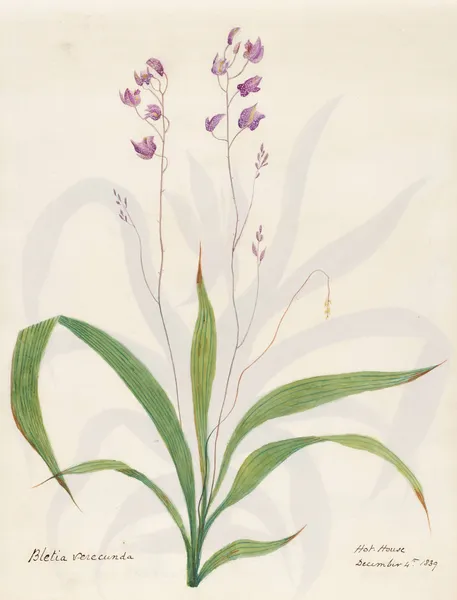 Plants drawn by Miss Brooks from living specimens Pl.20 av Mary Ann Brooks