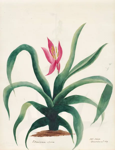 Plants drawn by Miss Brooks from living specimens Pl.21 av Mary Ann Brooks