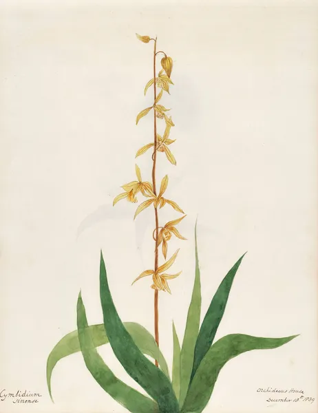 Plants drawn by Miss Brooks from living specimens Pl.22 av Mary Ann Brooks