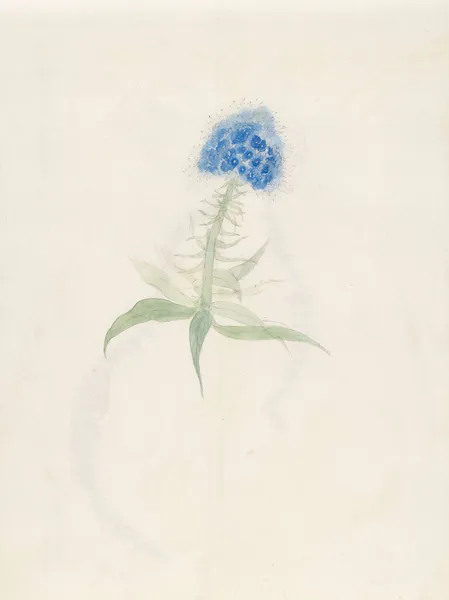 Plants drawn by Miss Brooks from living specimens Pl.23 av Mary Ann Brooks