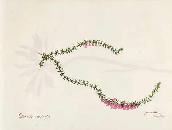 Plants drawn by Miss Brooks from living specimens Pl.24 av Mary Ann Brooks