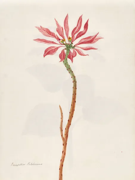 Plants drawn by Miss Brooks from living specimens Pl.25 av Mary Ann Brooks