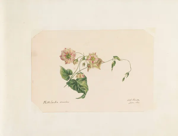Plants drawn by Miss Brooks from living specimens Pl.28 av Mary Ann Brooks