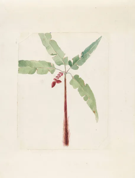 Plants drawn by Miss Brooks from living specimens Pl.34 av Mary Ann Brooks