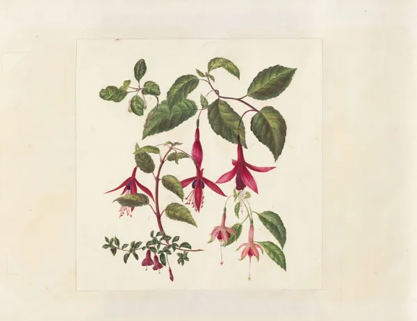 Plants drawn by Miss Brooks from living specimens Pl.44 av Mary Ann Brooks