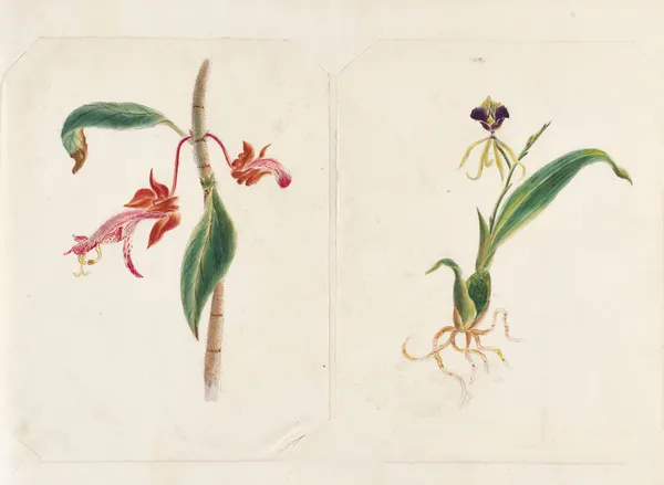 Plants drawn by Miss Brooks from living specimens Pl.45 av Mary Ann Brooks