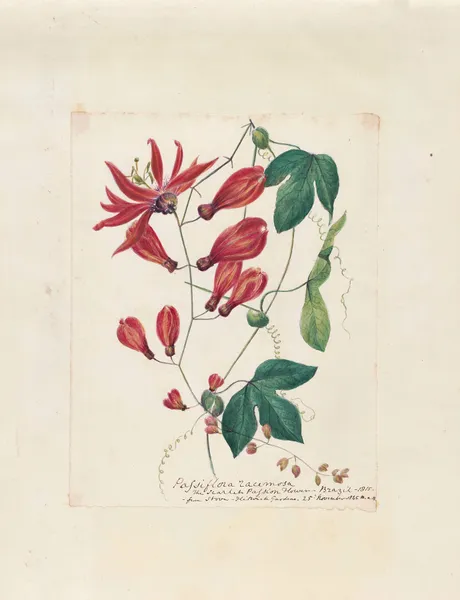 Plants drawn by Miss Brooks from living specimens Pl.52 av Mary Ann Brooks
