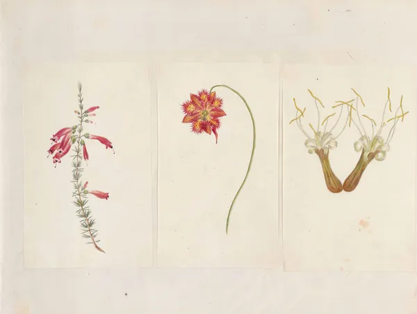 Plants drawn by Miss Brooks from living specimens Pl.53 av Mary Ann Brooks