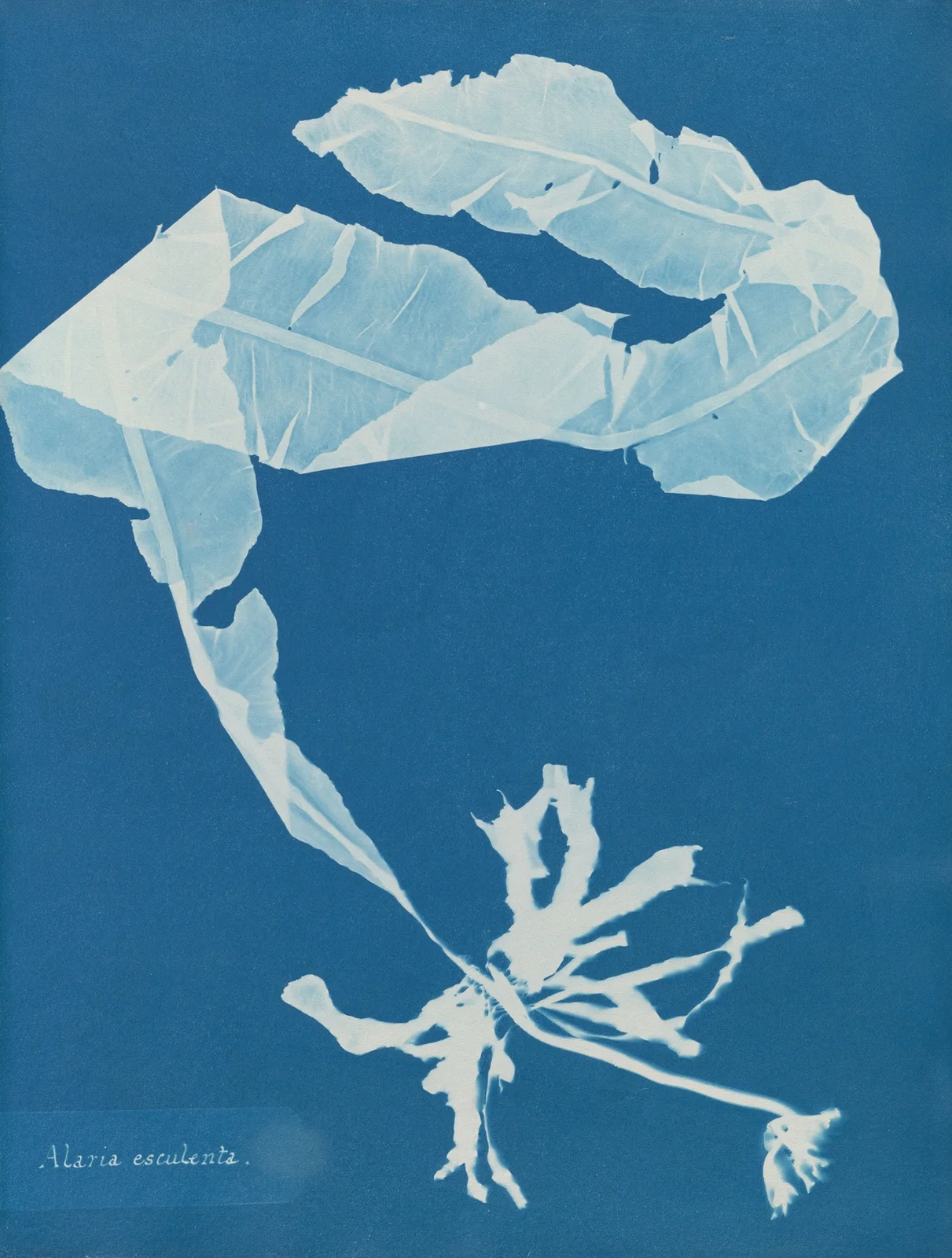 Alaria esculenta av Anna Atkins