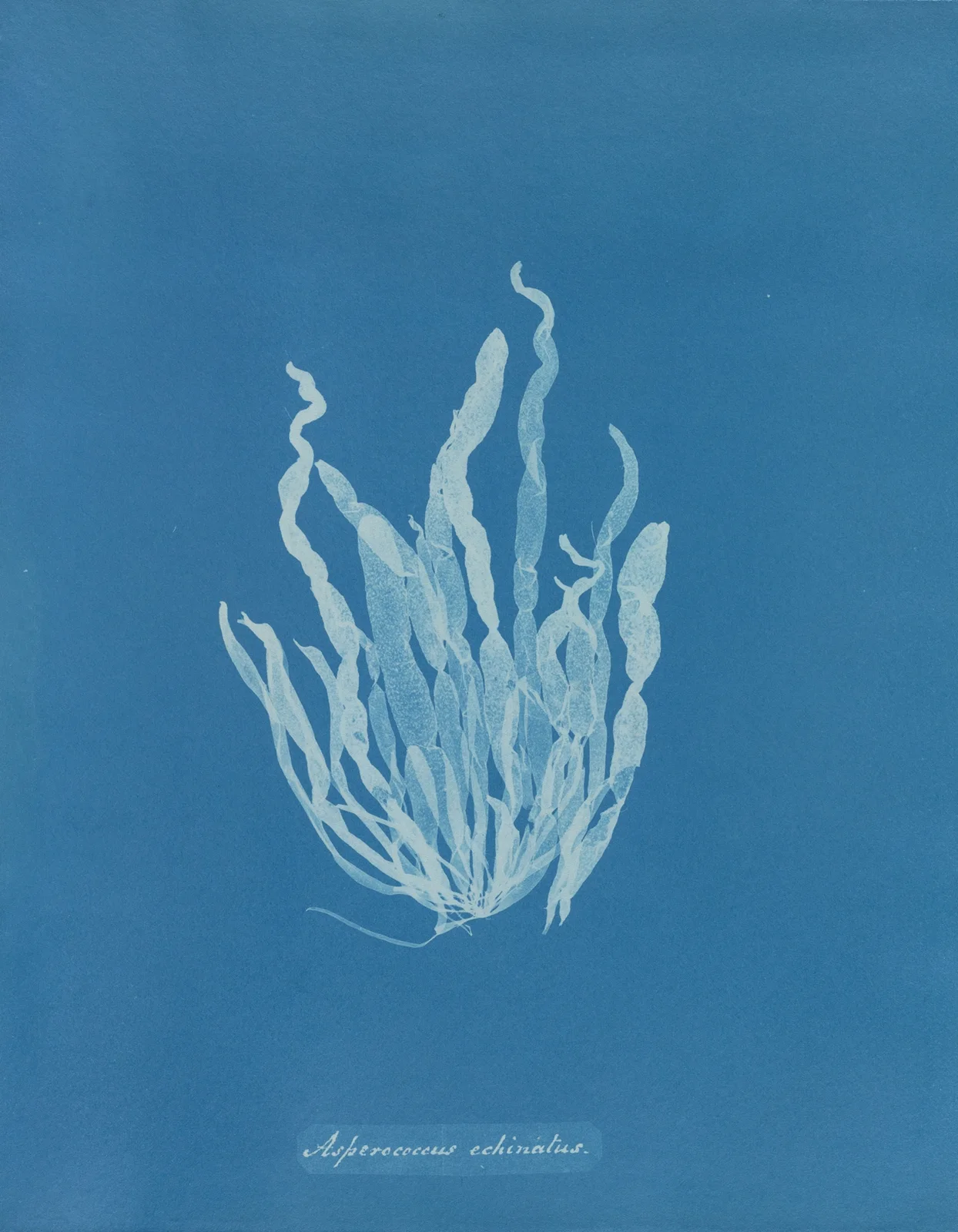 Asperococcus echinatus av Anna Atkins