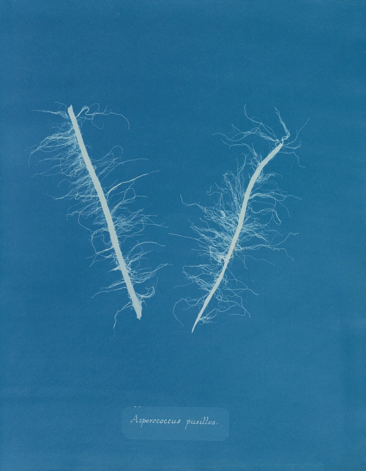 Asperococcus pusillus av Anna Atkins