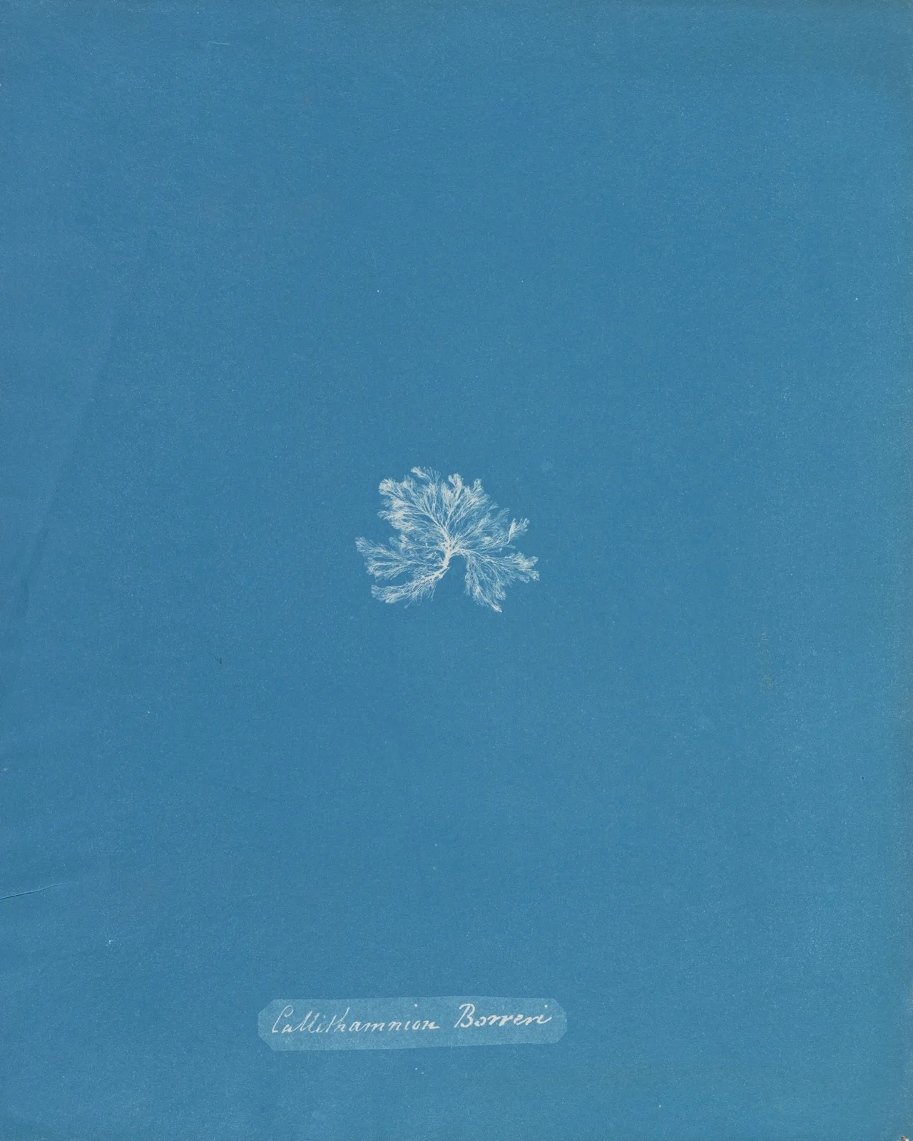 Callithamnion Borreri av Anna Atkins