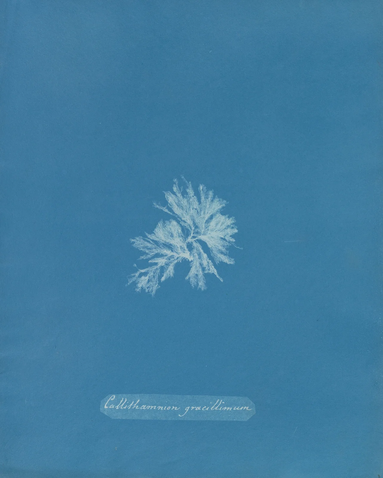 Callithamnion gracillimum av Anna Atkins