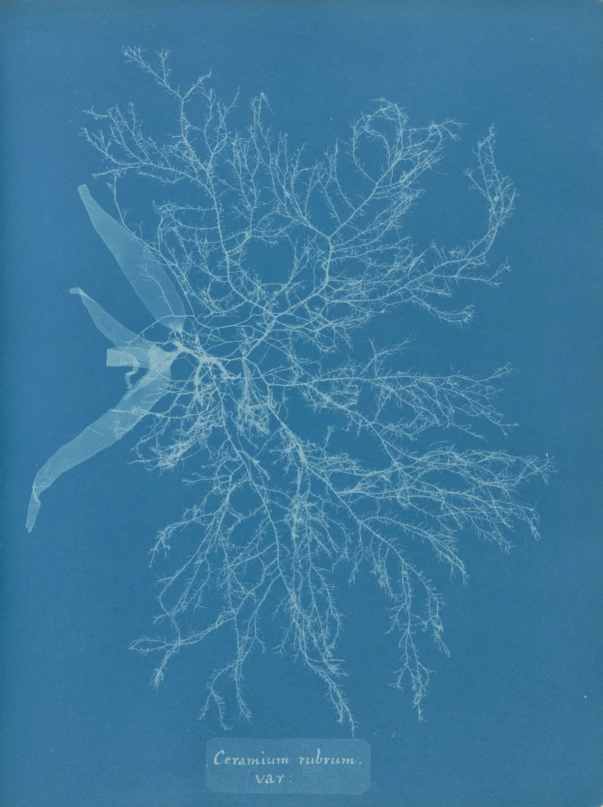 Ceramium rubrum, var. av Anna Atkins