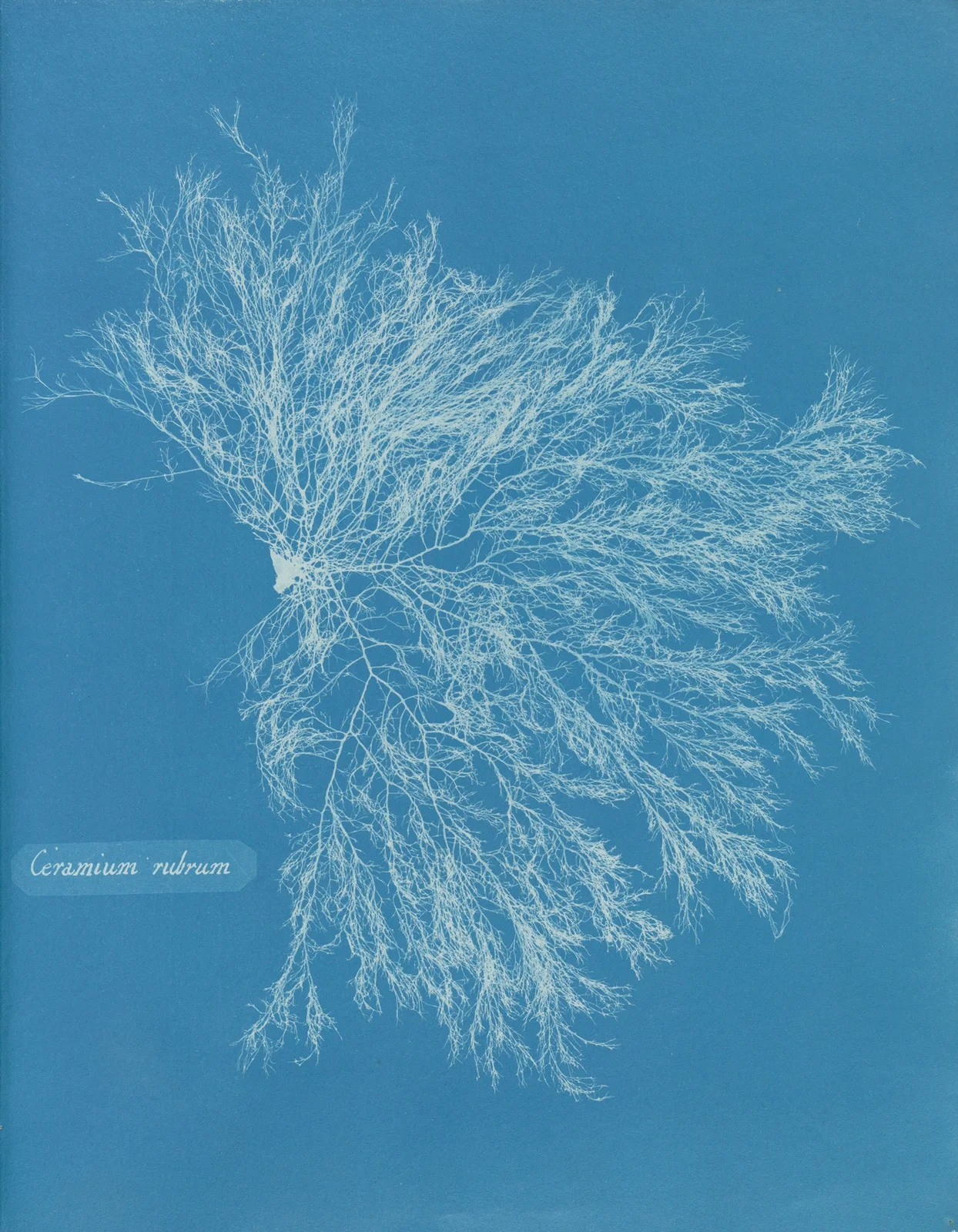 Ceramium rubrum av Anna Atkins