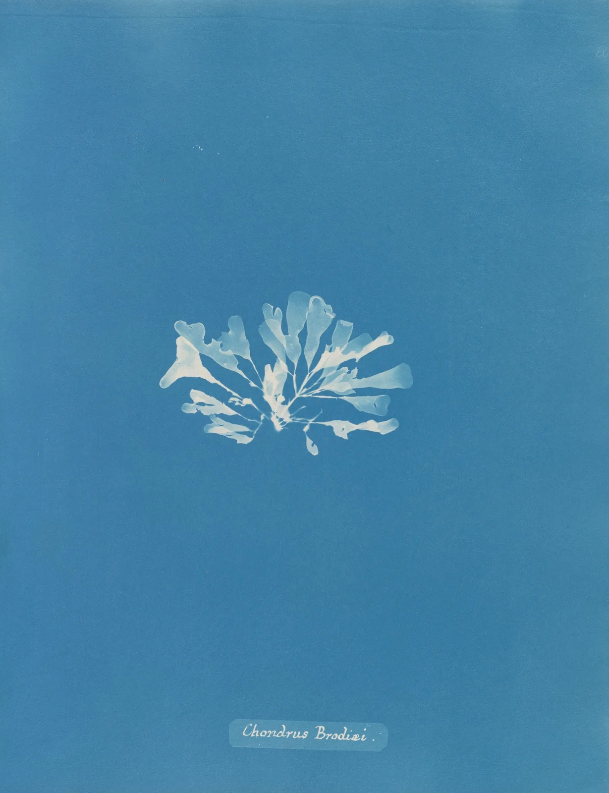 Chondrus Brodiæi av Anna Atkins