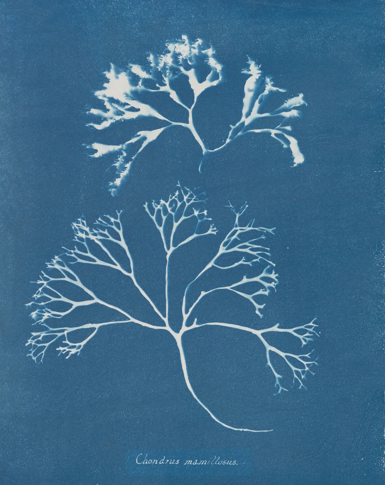 Chondrus mamillosus av Anna Atkins