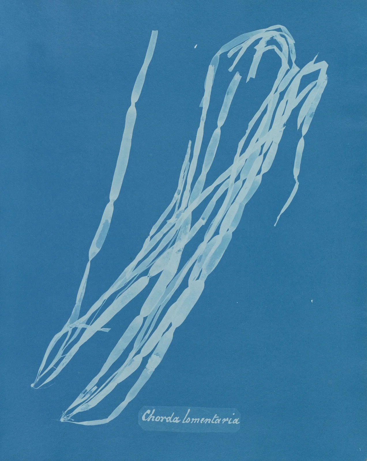 Chorda lomentaria av Anna Atkins