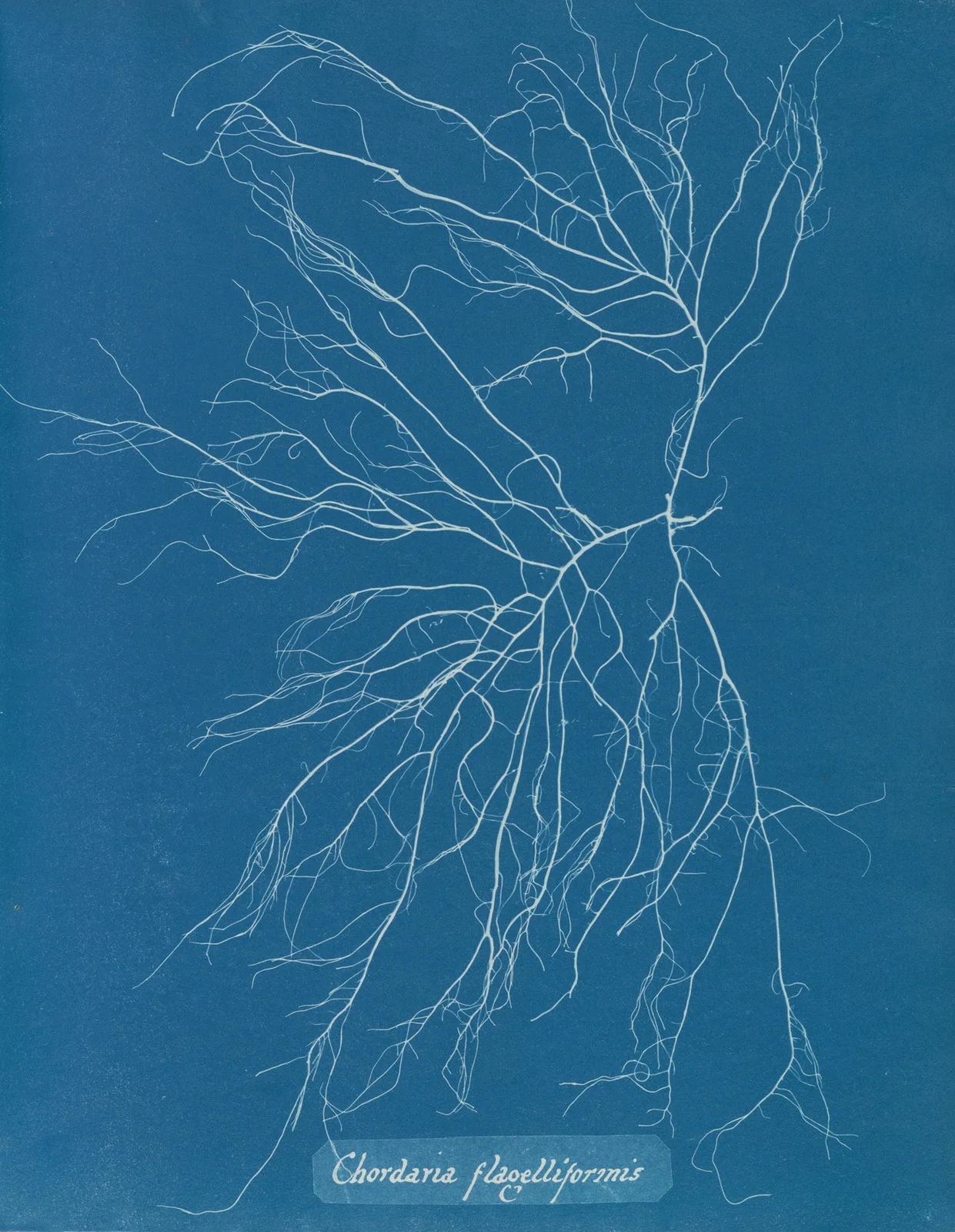Chordaria flagelliformis, 1843 – nr 2 av Anna Atkins