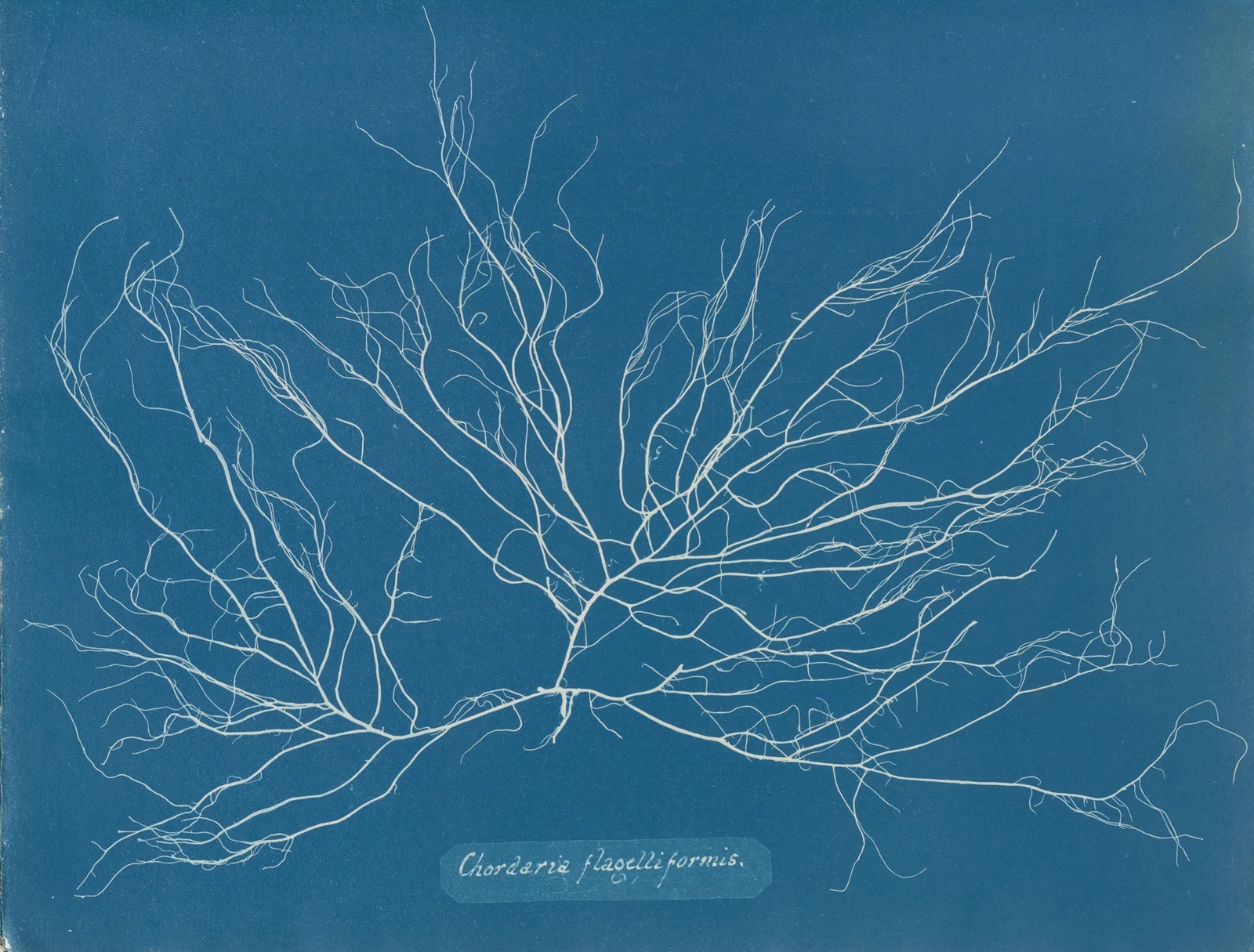 Chordaria flagelliformis., 1843 – nr 1 av Anna Atkins