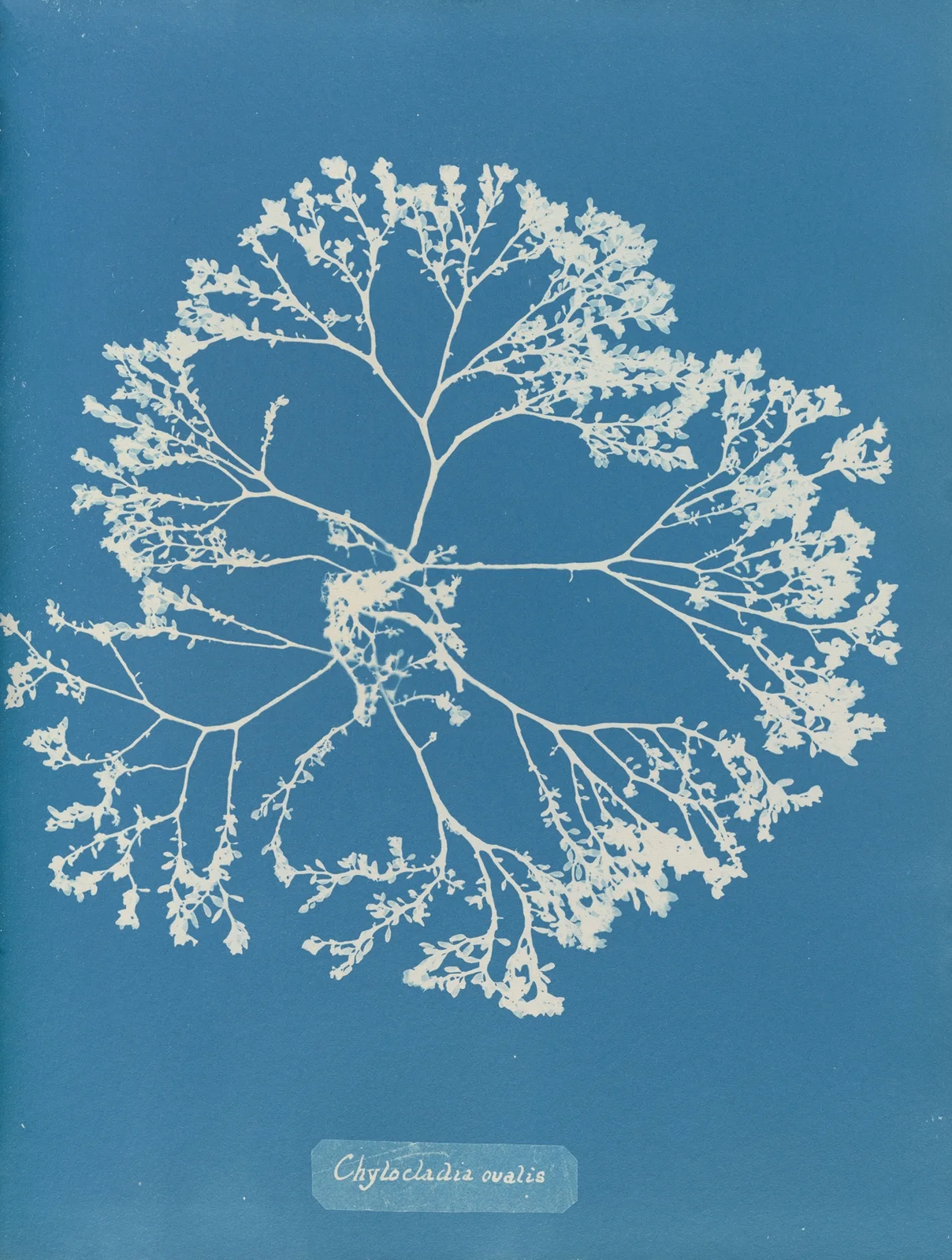 Chylocladia ovalis., 1843 – nr 1 av Anna Atkins