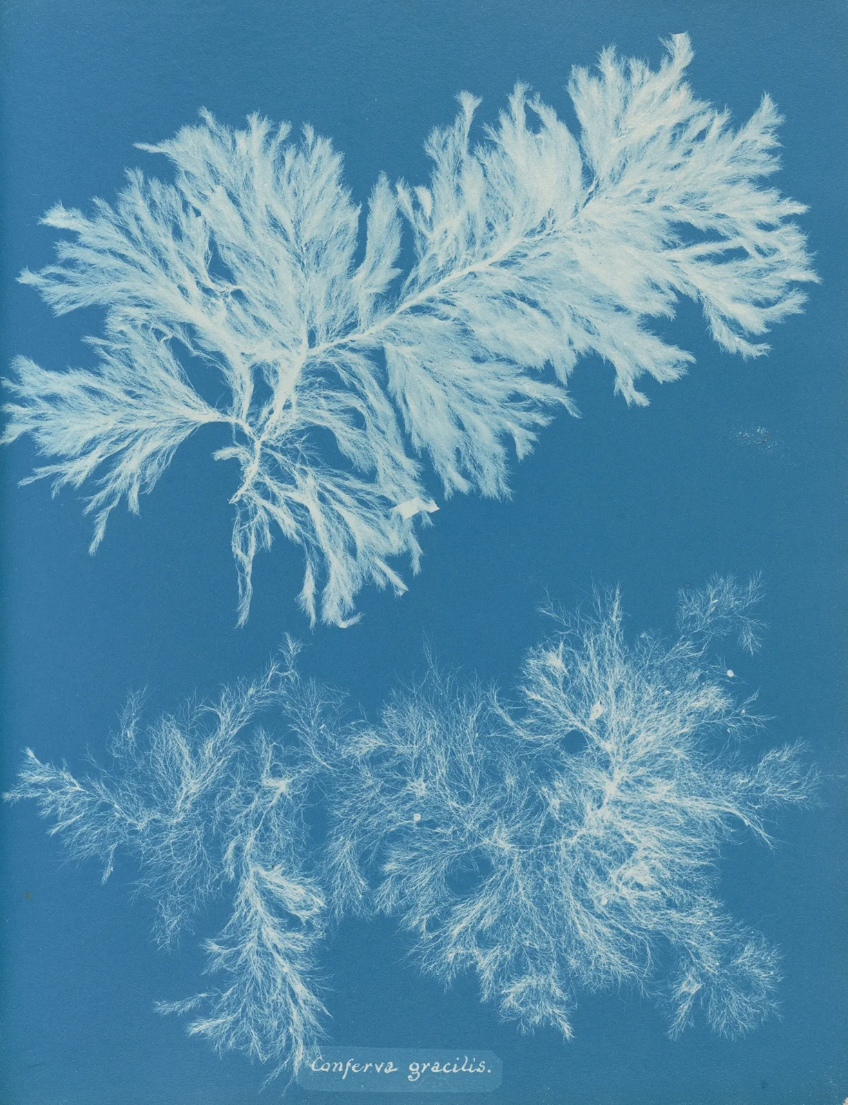 Conferva gracilis av Anna Atkins