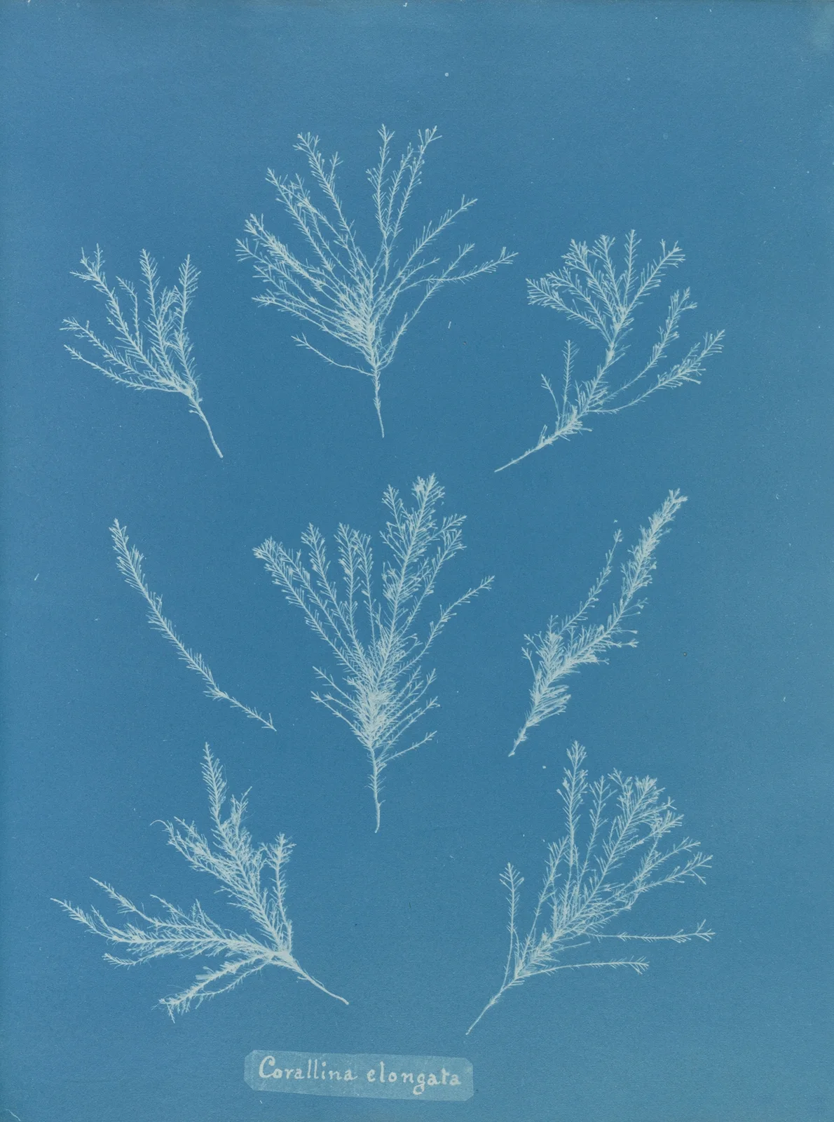 Corallina elongata av Anna Atkins