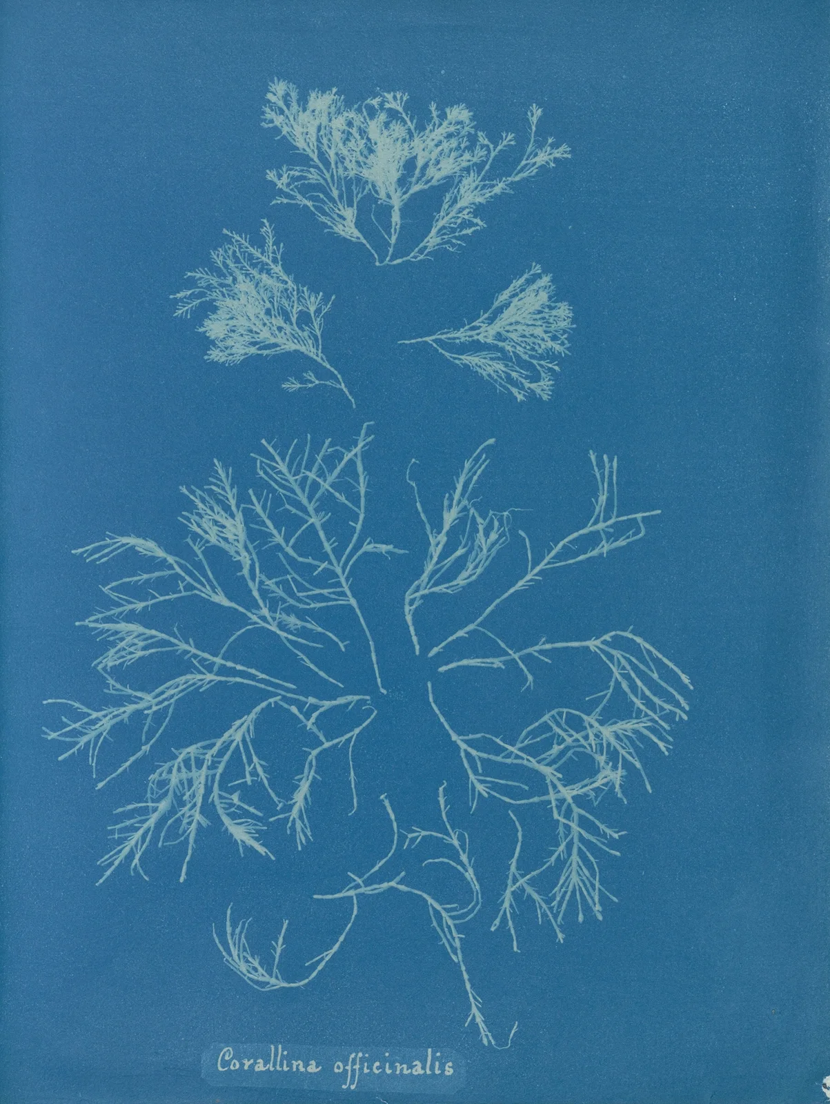 Corallina officinalis av Anna Atkins