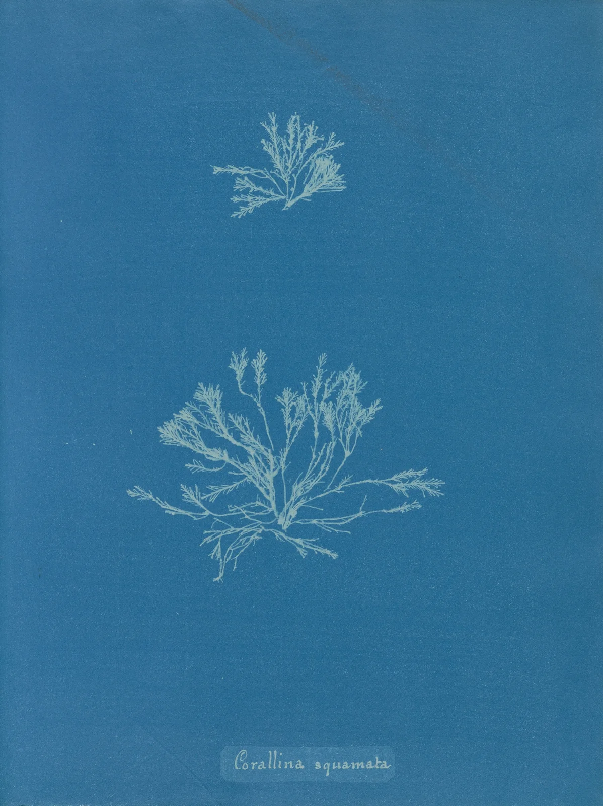 Corallina squamata av Anna Atkins