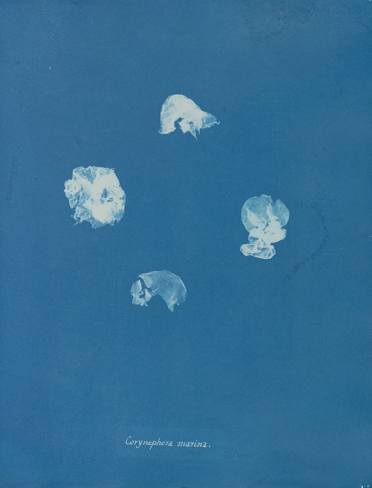Corynephora marina av Anna Atkins