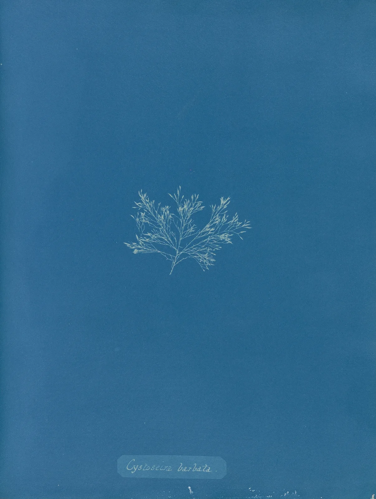 Cystoseira barbata. av Anna Atkins