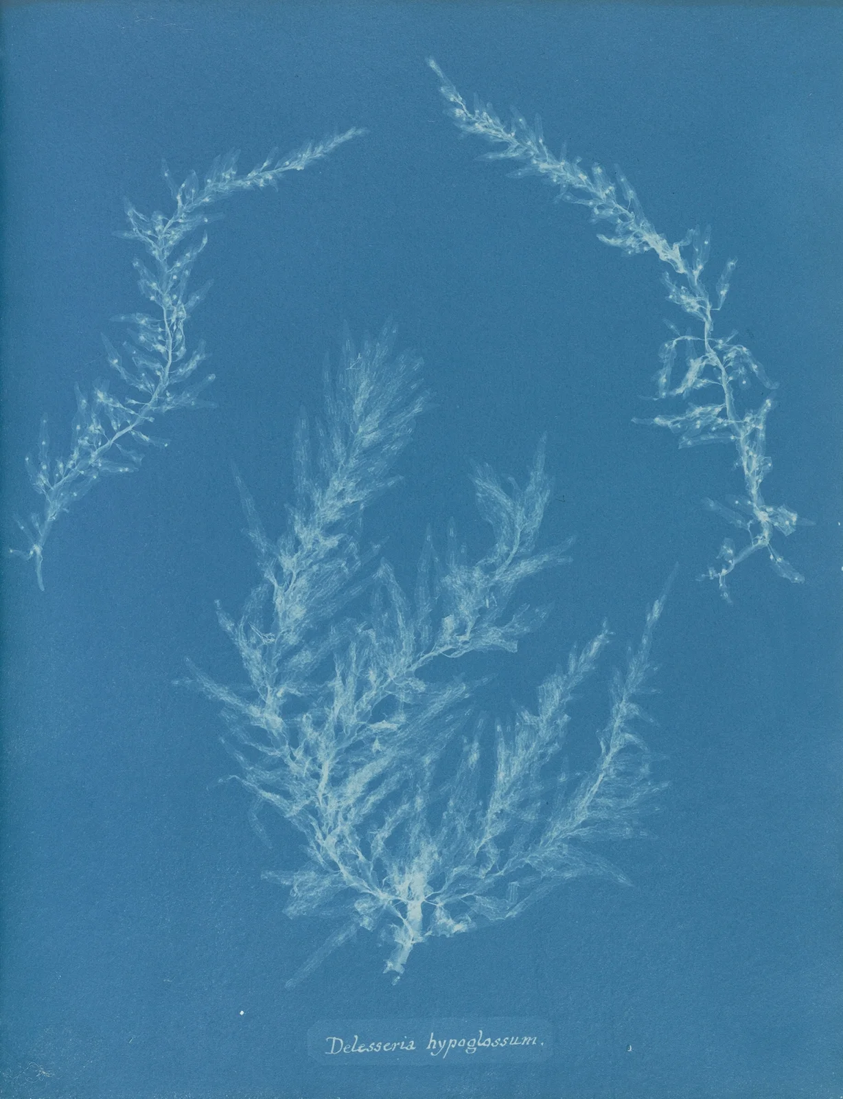 Delesseria hypoglossum. av Anna Atkins