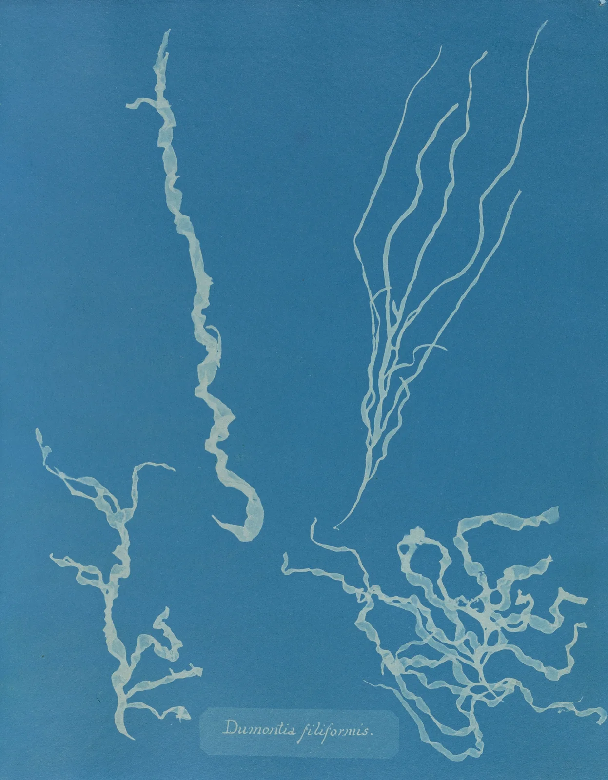 Dumontia filiformis av Anna Atkins