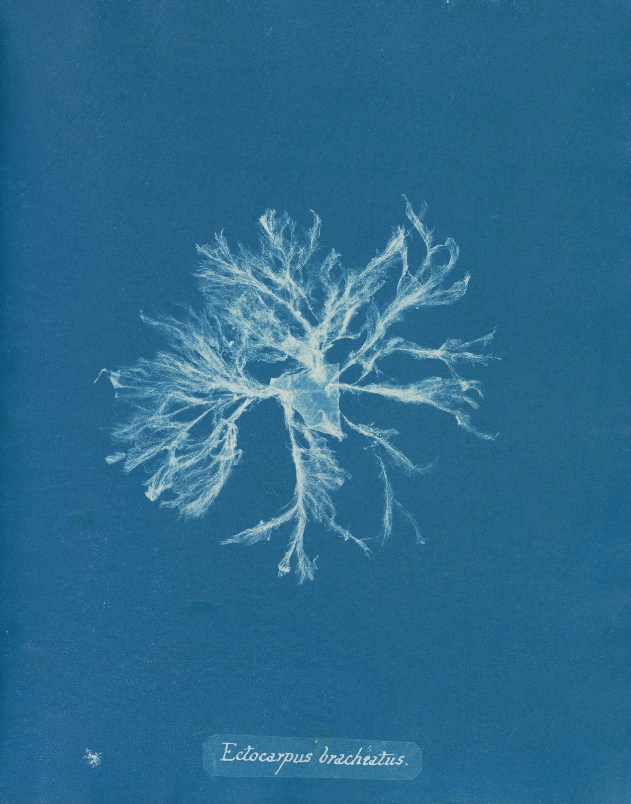 Ectocarpus brachiatus av Anna Atkins