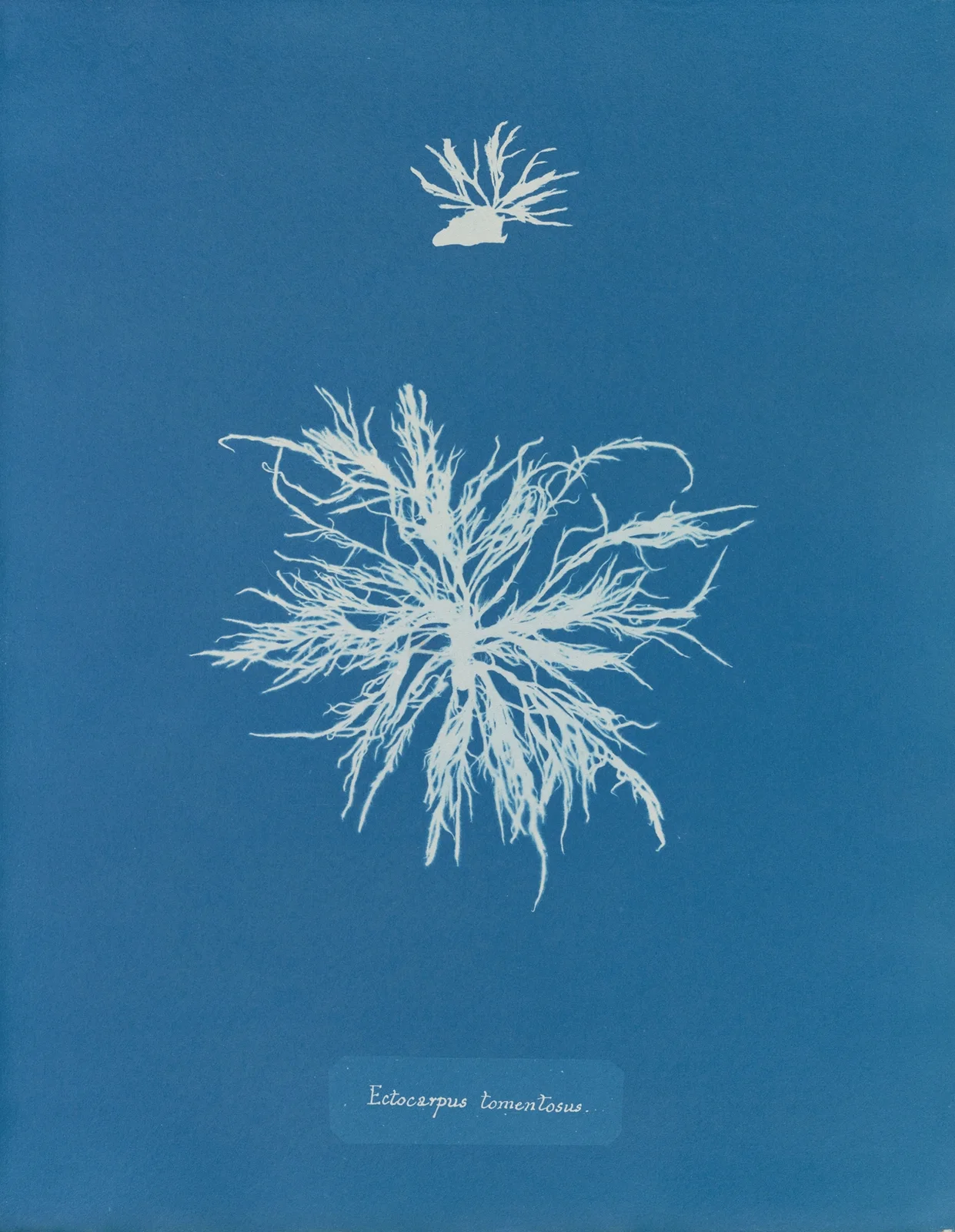 Ectocarpus tomentosus av Anna Atkins