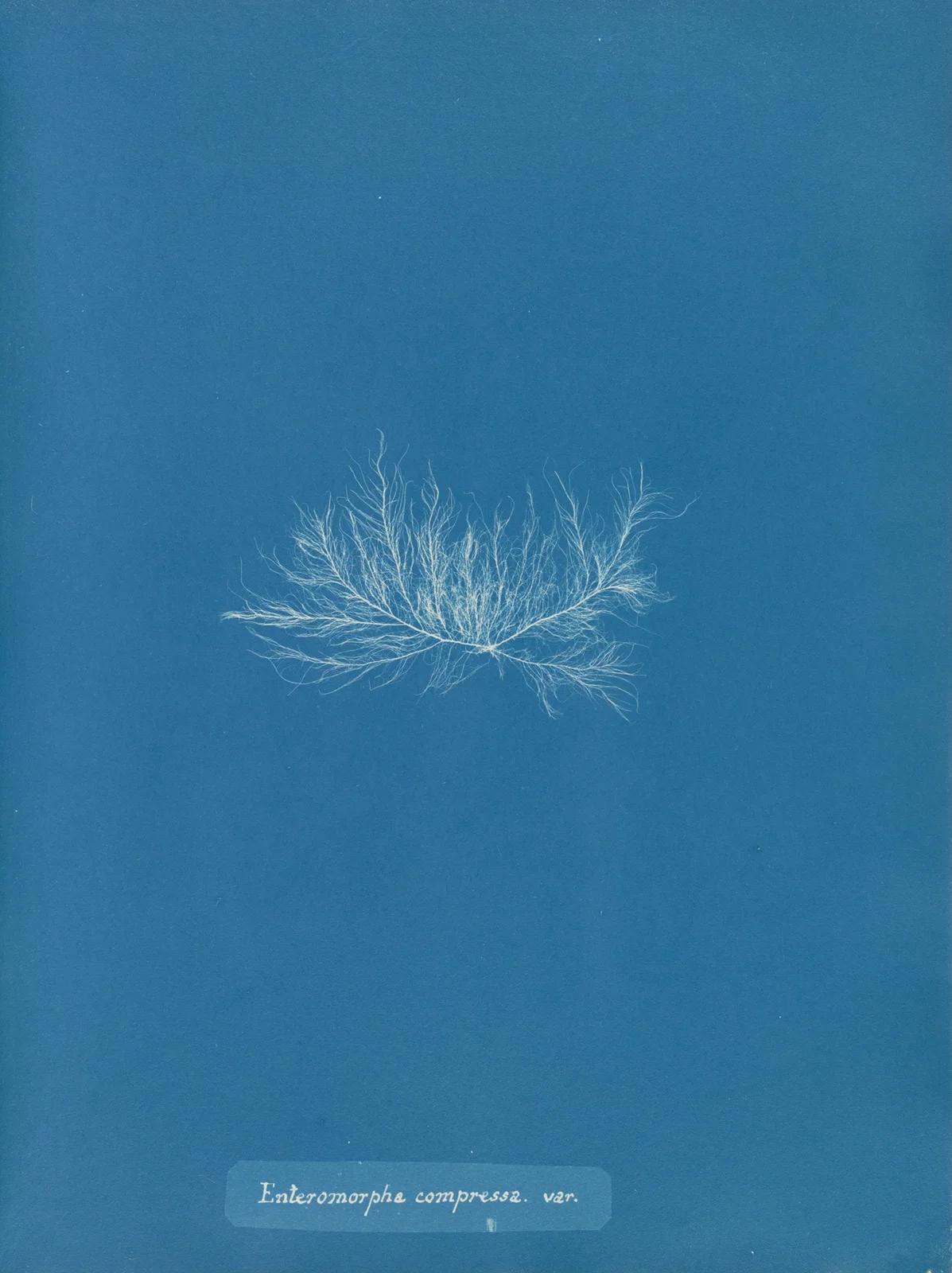 Enteromorpha compressa var. av Anna Atkins