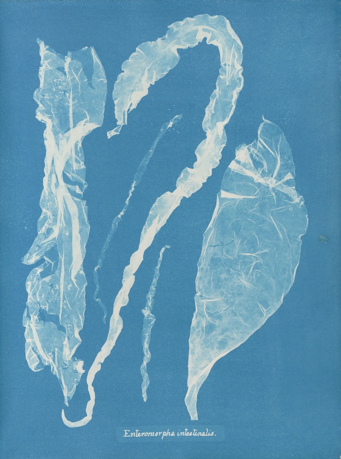 Enteromorpha intestinalis av Anna Atkins
